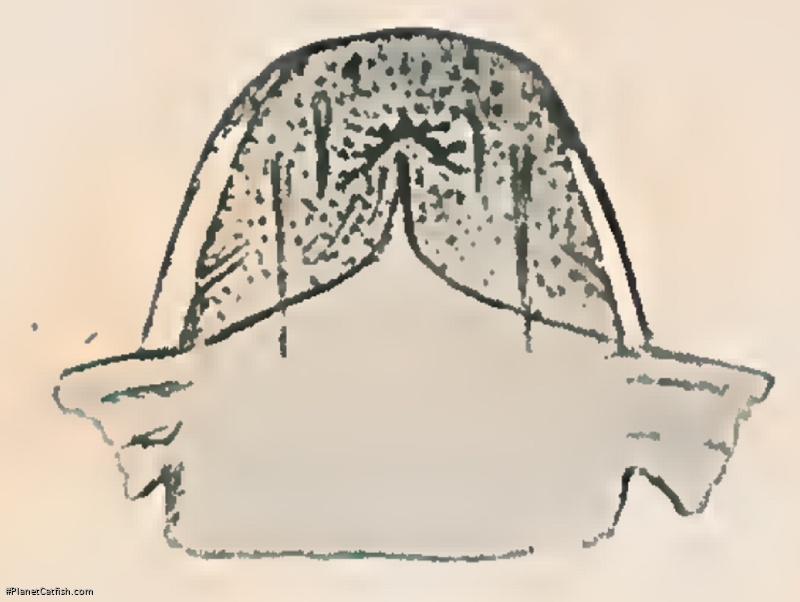 Rhyacoglanis variolosus