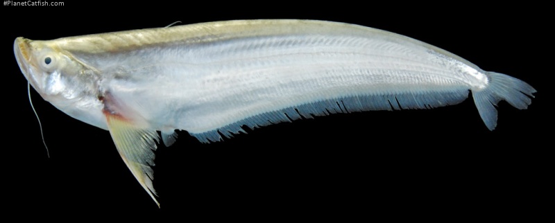 Belodontichthys truncatus