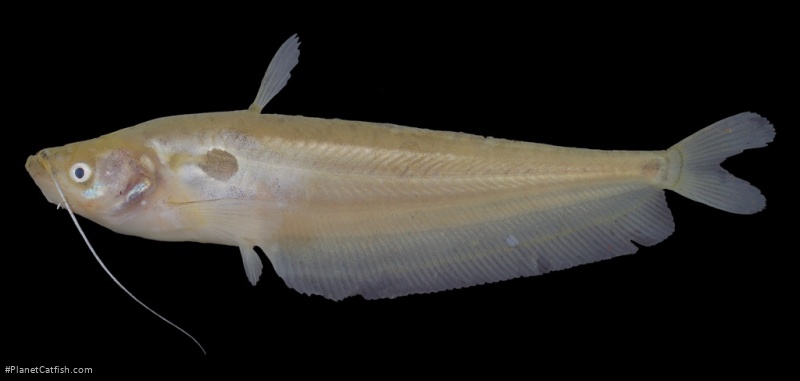 Ompok bimaculatus