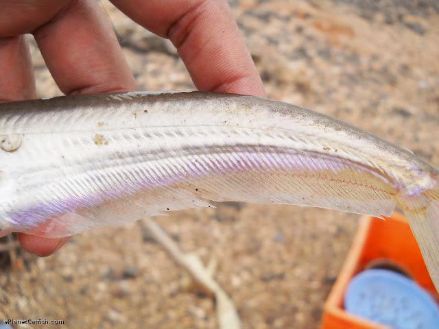 Ompok bimaculatus