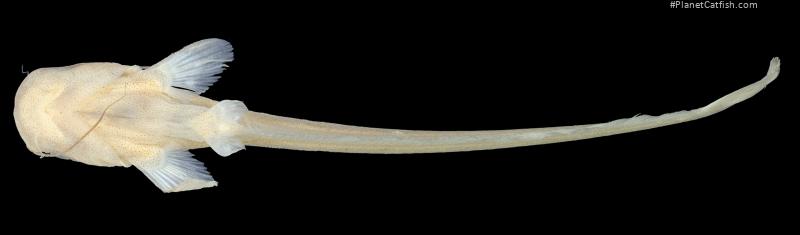 Ompok platyrhynchus