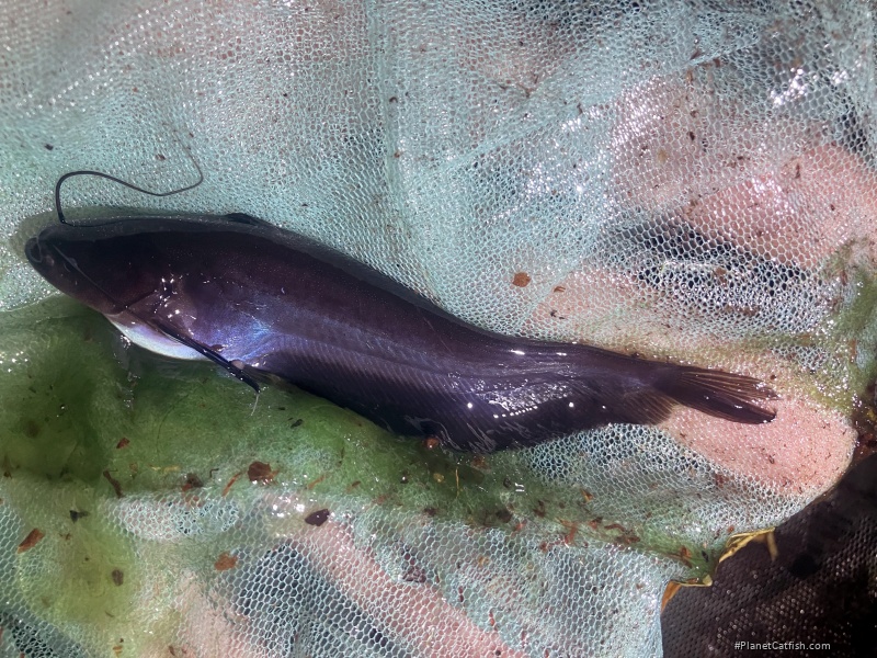 Ompok supernus