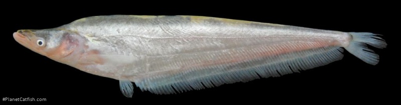 Phalacronotus apogon