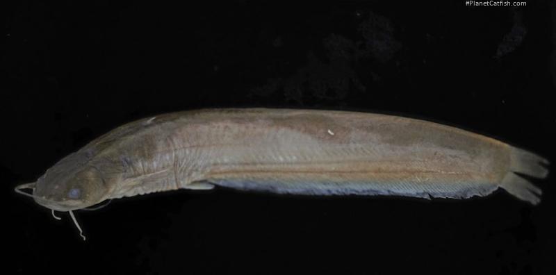 Pterocryptis barakensis
