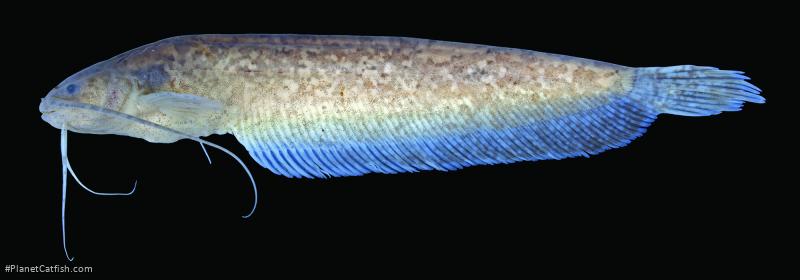 Silurichthys exortivus
