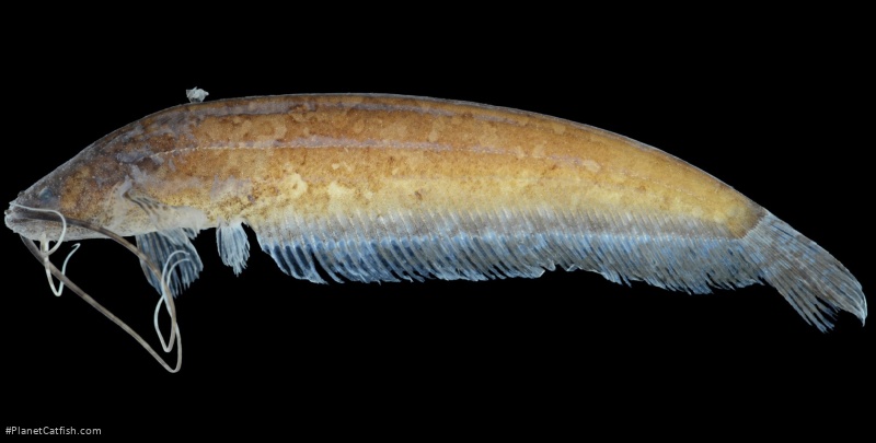 Silurichthys insulanus