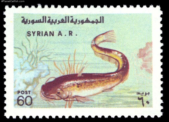 Silurus glanis