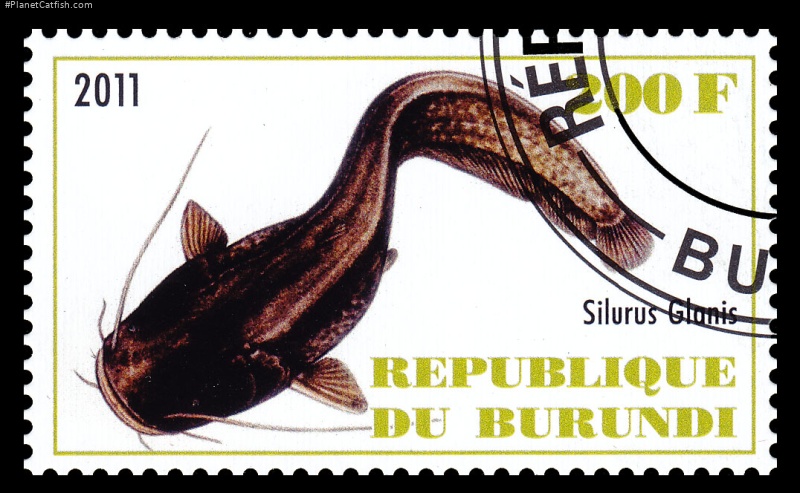 Silurus glanis