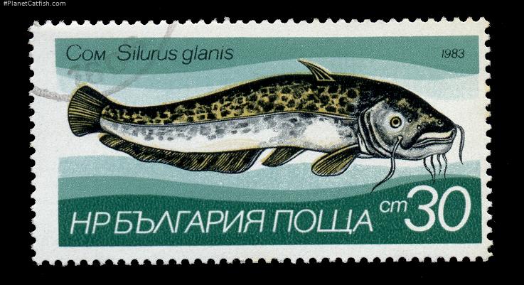 Silurus glanis