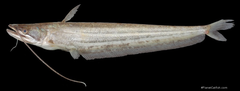 Wallago attu