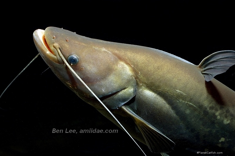 Wallagonia leerii