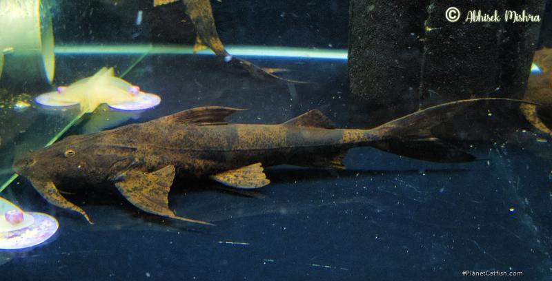 Bagarius bagarius