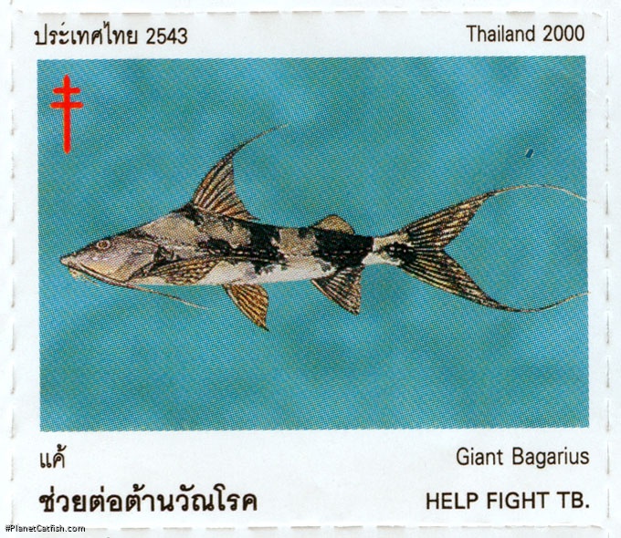 Bagarius lica