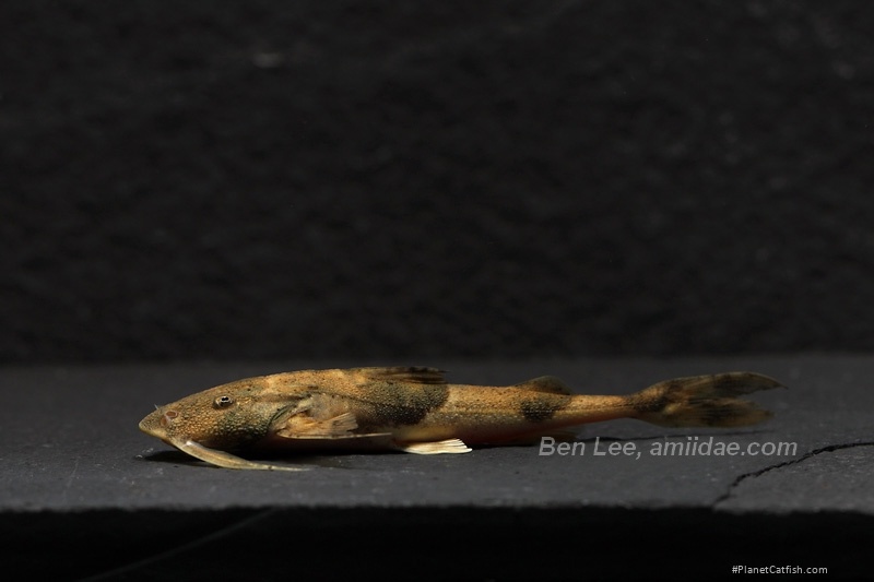 Bagarius vegrandis
