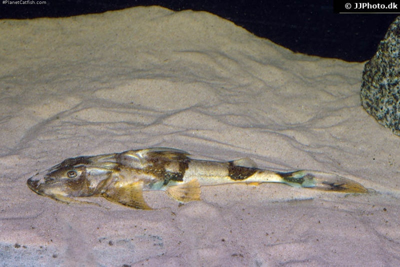 Bagarius vegrandis