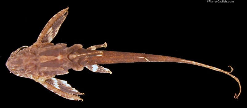 Conta pectinata