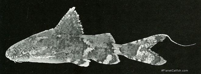 Erethistes filamentosus
