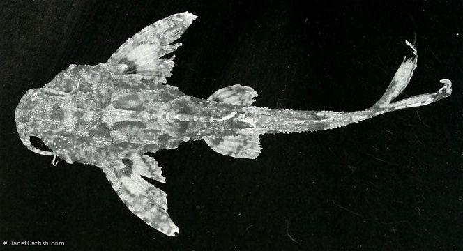 Erethistes hara