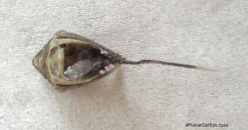 Erethistes jerdoni