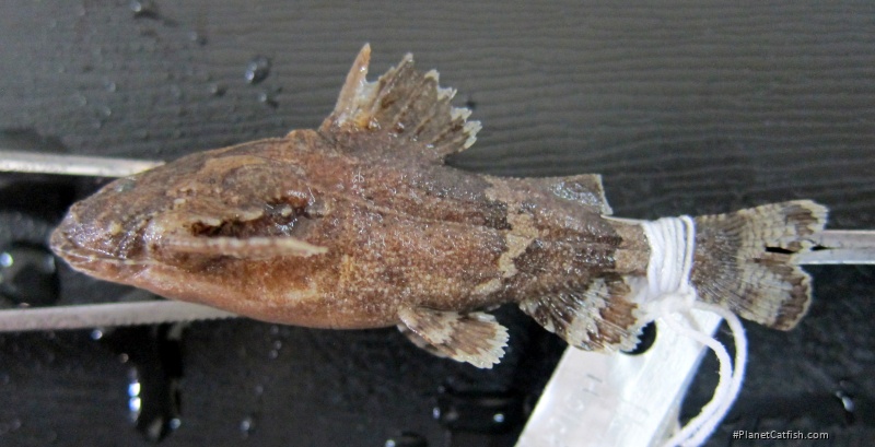 Erethistes koladynensis
