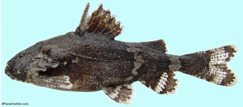Erethistes koladynensis