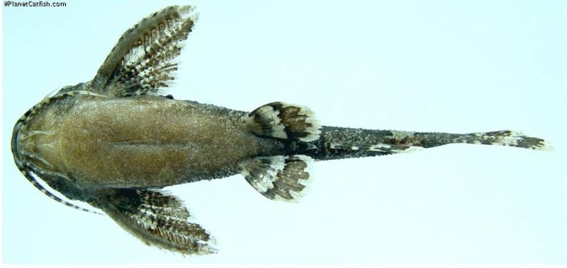 Erethistes koladynensis