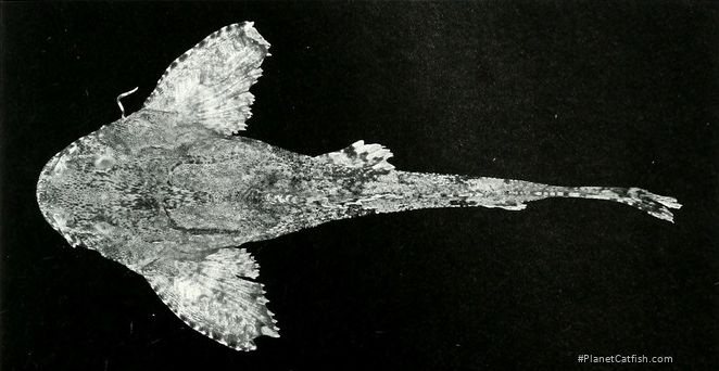 Erethistes spinulus