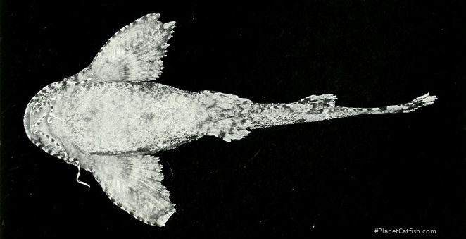 Erethistes spinulus