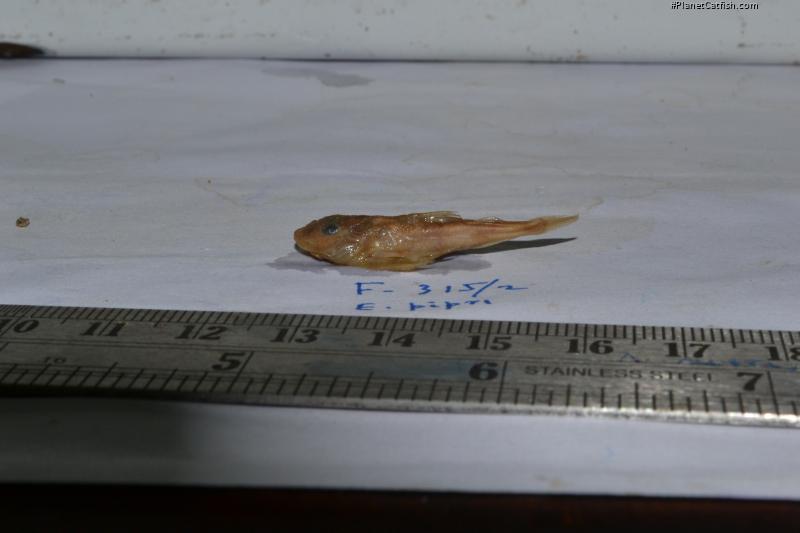 Erethistoides pipri