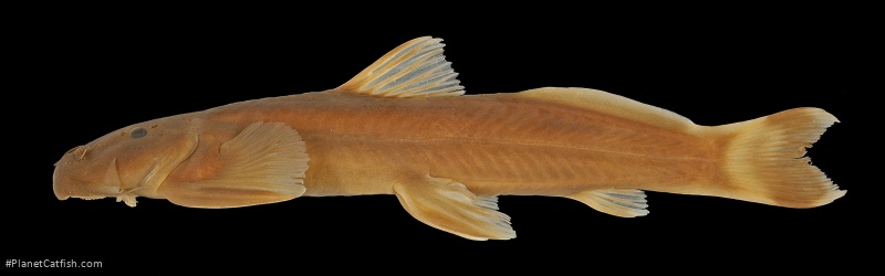 Exostoma berdmorei