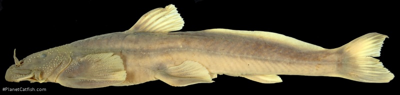 Exostoma ericinum