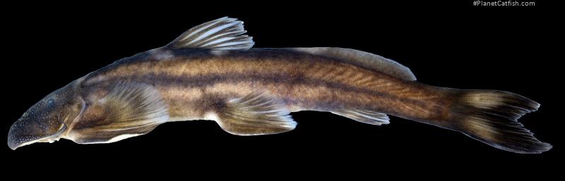 Exostoma sectile
