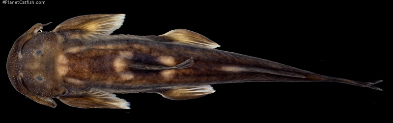Exostoma sectile