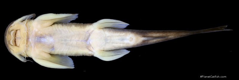 Exostoma sectile