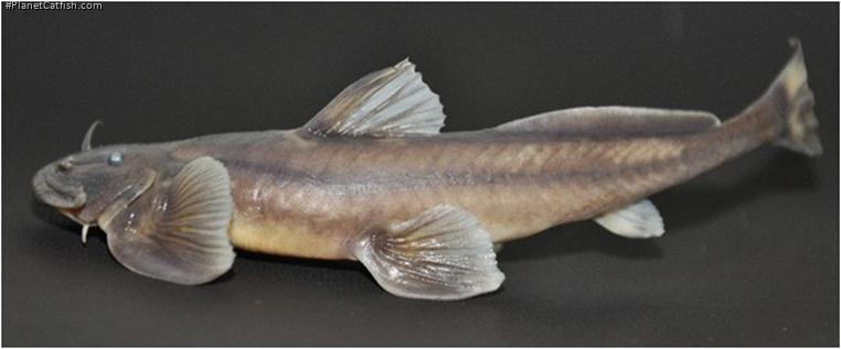 Exostoma tenuicaudatum