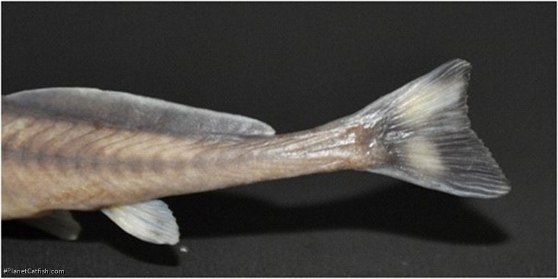 Exostoma tenuicaudatum
