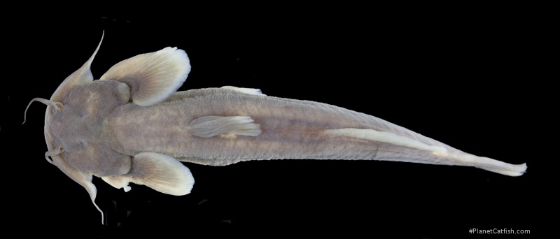 Glaridoglanis ramosa