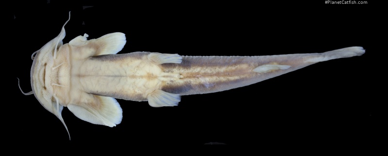 Glaridoglanis ramosa