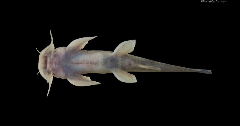 Glyptosternon oschanini