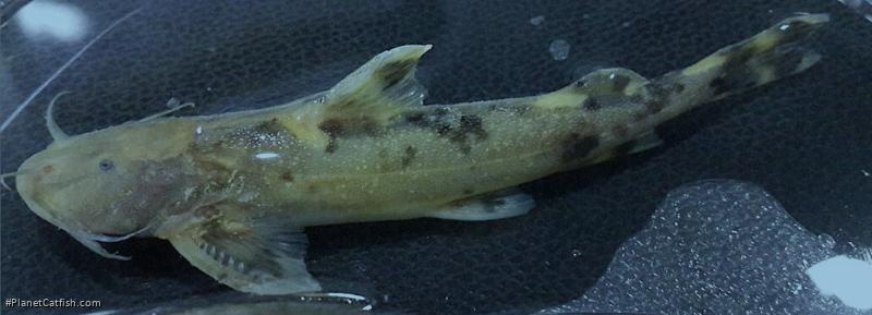 Glyptothorax cous