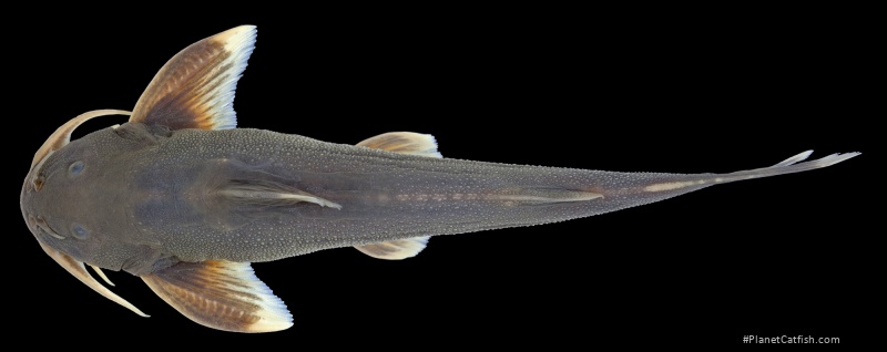Glyptothorax irroratus