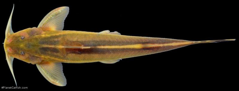 Glyptothorax laosensis