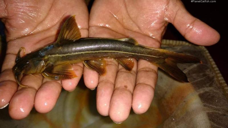 Glyptothorax lonah