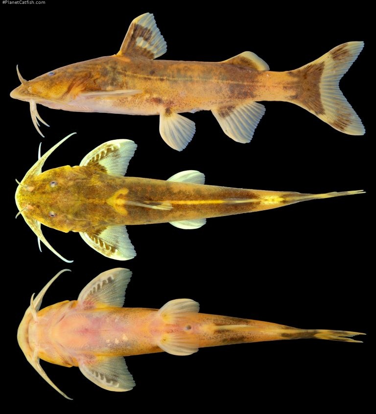 Glyptothorax macromaculatus