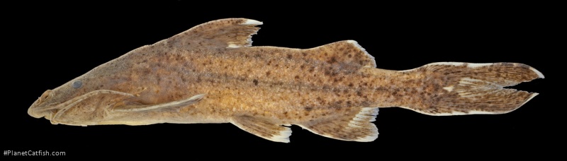 Glyptothorax nieuwenhuisi