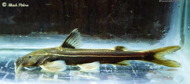 Glyptothorax radiolus