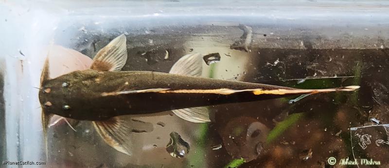 Glyptothorax striatus