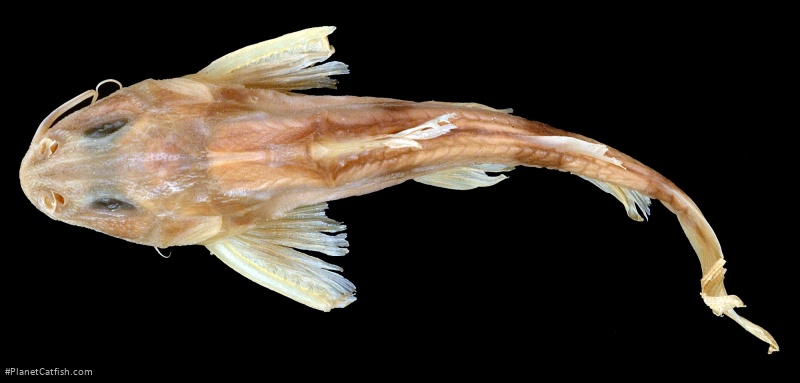 Gogangra laevis
