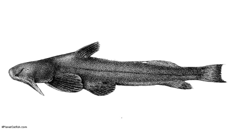 Myersglanis blythii