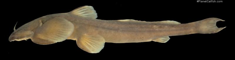 Oreoglanis brevicula